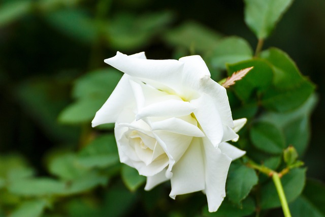 白薔薇の画像